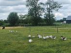 Twentse Landganzen en Bonte Ganzen, Dieren en Toebehoren, Pluimvee, Meerdere dieren, Gans of Zwaan