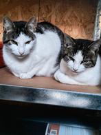 Lieve katten ( liedevol huisje gezocht), Dieren en Toebehoren, Katten en Kittens | Overige Katten, Poes