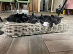 Europese korthaar/mix kittens, Dieren en Toebehoren, Katten en Kittens | Overige Katten, Meerdere dieren, Kortharig, 0 tot 2 jaar