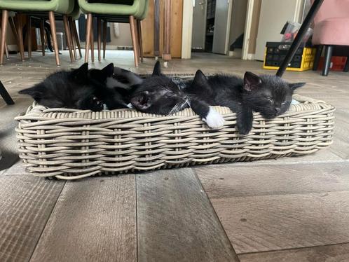 Europese korthaar/mix kittens, Dieren en Toebehoren, Katten en Kittens | Overige Katten, Kortharig, Meerdere dieren, 0 tot 2 jaar
