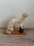 Opgezette hermelijn, Ophalen, Wild dier, Opgezet dier