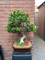 Ficus bonsai, Bloeit niet, Overige soorten, Minder dan 100 cm, Ophalen