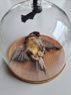 Opgezet vogeltje, als dood vogeltje in een glazen stolpje, Ophalen of Verzenden, Nieuw, Insect, Opgezet dier