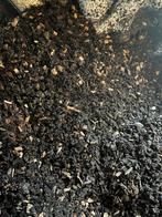 Springstaartjes te koop, Dieren en Toebehoren, Insecten en Spinnen, Bijen