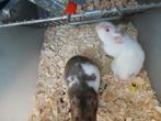 Goudhamster vrouwtjes, Dieren en Toebehoren, Knaagdieren, Augustus, Vrouwelijk, Hamster