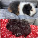 Lunkarya en ch teddy cavia beertjes, Dieren en Toebehoren, Knaagdieren, Cavia, Mannelijk, Juli, Tam