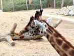 Entreekaarten dierenpark amersfoort, Tickets en Kaartjes, Drie personen of meer