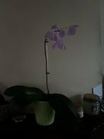 Prachtige Orchidee - Vaste Plant, Tuin en Terras, Planten | Tuinplanten, Vaste plant, Bloeit niet, Halfschaduw, Ophalen