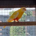 Splendid roodbuik, Vrouwelijk, Parkiet, Geringd