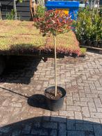 Photinia Little red Robin bol op stam van 80 cm nog 3 stuks!, Tuin en Terras, Ophalen of Verzenden, Zomer, In pot, 100 tot 250 cm