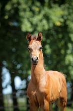 Bruin arabisch volbloed hengstveulen, Dieren en Toebehoren, Hengst, Minder dan 160 cm, 0 tot 2 jaar