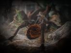 Tlitocatl vagans / Mexicaanse roodrompvogelspin, Spin of Schorpioen
