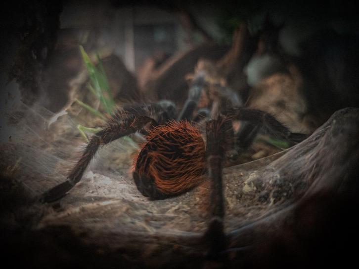 Tlitocatl vagans / Mexicaanse roodrompvogelspin, Dieren en Toebehoren, Insecten en Spinnen, Spin of Schorpioen