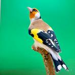 Majoor putter, Dieren en Toebehoren, Vogels | Overige Vogels, Meerdere dieren, Wildzangvogel