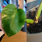 Monstera aurea yellow variegata, Ophalen, Halfschaduw, Minder dan 100 cm
