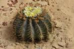 Cactus Ferocactus Histrix in de 37 cm schaal., Cactus, Minder dan 100 cm, Ophalen of Verzenden, In pot