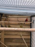 Stanley rosella man, Dieren en Toebehoren, Vogels | Parkieten en Papegaaien