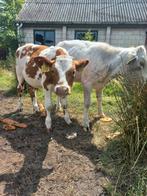 3 kruisling kalveren, Dieren en Toebehoren, Vrouwelijk, 0 tot 2 jaar