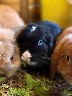 Mooi Minilop voedstertje blauwe oogjes🩷, Dieren en Toebehoren, Vrouwelijk, Dwerg