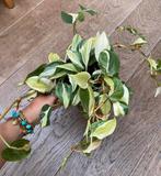 Philodendron Rio variegata hangplant stekjes, Ophalen of Verzenden, Overige soorten, Minder dan 100 cm