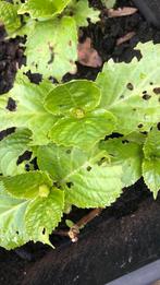 Hortensia, Ophalen of Verzenden