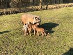 Ruischaap Maasduinenschapen ooien te koop., Dieren en Toebehoren, Schapen, Geiten en Varkens, Meerdere dieren, Schaap
