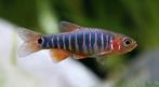 Emerald Rasbora, Dieren en Toebehoren, Vissen | Aquariumvissen