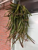Lepismium cruciforme ‘ Red Tip’, Ophalen of Verzenden, Halfschaduw, Minder dan 100 cm