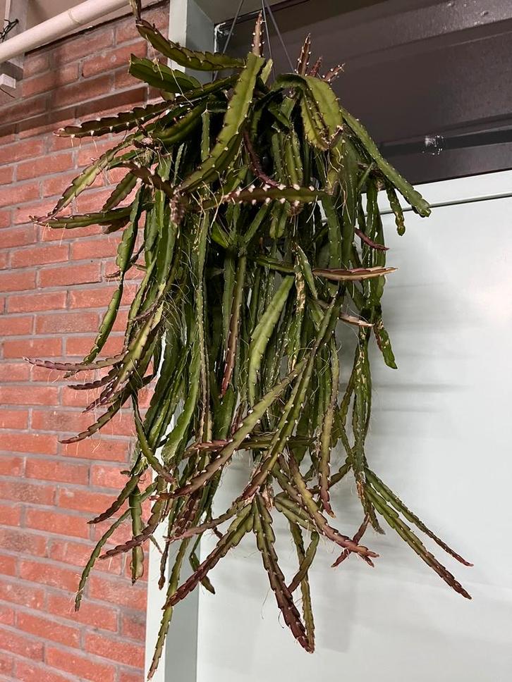 Lepismium cruciforme ‘ Red Tip’, Huis en Inrichting, Kamerplanten, Minder dan 100 cm, Halfschaduw, Ophalen of Verzenden