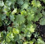 Vrouwenmantel, Tuin en Terras, Planten | Tuinplanten, Ophalen of Verzenden