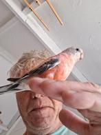 Parkiet roze ., Meerdere dieren, Parkiet