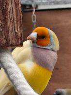 2x gouldamadine mannen 2025, Dieren en Toebehoren, Vogels | Overige Vogels, Mannelijk, Geringd