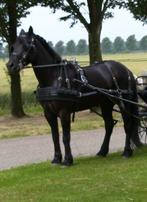 Ideal zwaar marathon tuig cob met full hoofdstel Myler bit, Dieren en Toebehoren, Ophalen of Verzenden, Overige soorten