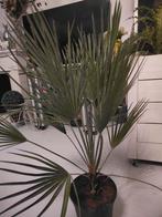 winterharde Palm Chamaerops, Tuin en Terras, Planten | Tuinplanten, Ophalen of Verzenden, Bloeit niet, Overige soorten, Volle zon