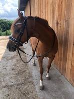 Lieve all-round leerpony met stamboom en wedstrijdervaring, Dieren en Toebehoren, Pony's, Merrie, B, Gechipt, C pony (1.27m tot 1.37m)