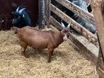 Mooie bruine dwergbok te koop, Dieren en Toebehoren, Schapen, Geiten en Varkens, Mannelijk, Geit, 0 tot 2 jaar