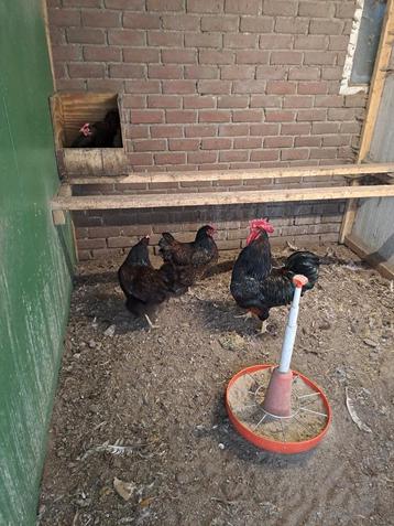 Barnevelder groot dubbel gezoomd  beschikbaar voor biedingen