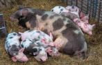 Prachtige Bentheimer X Pietrain biggen te koop aangeboden, Dieren en Toebehoren, Schapen, Geiten en Varkens, Meerdere dieren, Varken