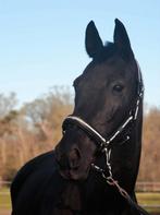 Blikvanger merrie te koop, Dieren en Toebehoren, Paarden, Merrie, Dressuurpaard