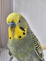 Koppel grasparkieten / parkieten, Dieren en Toebehoren, Vogels | Parkieten en Papegaaien, Meerdere dieren, Parkiet