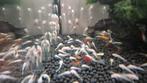 L144 Algeneter Ancistrus albino jongen longfin en shortfin, Dieren en Toebehoren, Vissen | Aquariumvissen, Vis