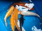 Koi Karpers 25-35cm, Dieren en Toebehoren, Vissen | Vijvervissen, Karper of Koi