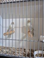 kleurkanaries agaat opaal geel mozaiek, Dieren en Toebehoren, Vogels | Kanaries, Meerdere dieren, Kleurkanarie