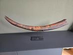 Mammoet Slagtand uit Siberië 85cm, Verzamelen, Ophalen of Verzenden