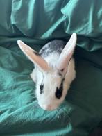 Baby konijntjes (2maanden oud) GRATIS, Dieren en Toebehoren, Meerdere dieren, Dwerg, Hangoor, 0 tot 2 jaar