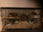 Gerbilhok / gerbilarium, Minder dan 60 cm, Gebruikt, Minder dan 75 cm, Ophalen of Verzenden