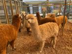 Jonge Alpaca's | Dieren van eind 2023 | Goed advies!, Ophalen of Verzenden, Nieuw, Overige typen
