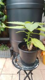 Brugmansia Geel, Vaste plant, Halfschaduw, Zomer, Ophalen