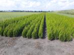 Thuja plantgoed Mooi zwaar bossige planten, Ophalen, Conifeer