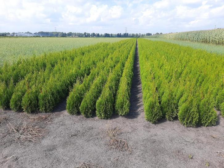 Thuja plantgoed Mooi zwaar bossige planten, Tuin en Terras, Planten | Struiken en Hagen, Conifeer, Ophalen